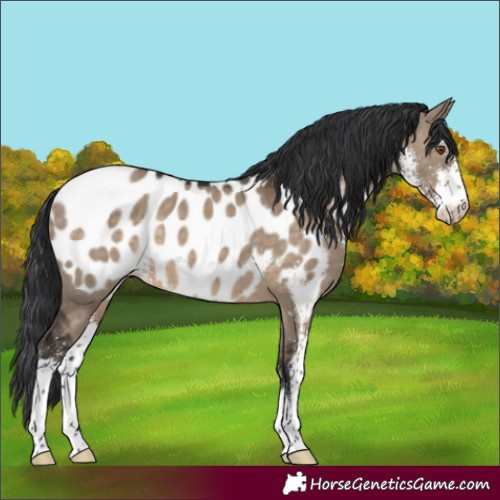 Horse Color:Brown Dun Sabino Near Leopard 