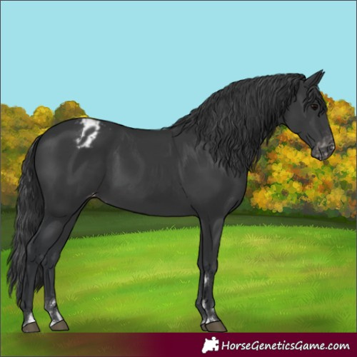 Horse Color:Black Varnish
