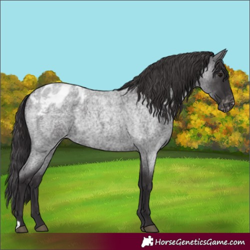Horse Color:Smoky Blue Roan Varnish Rabicano 