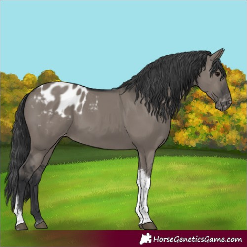 Horse Color:Grullo Tobiano Blanket Rabicano
