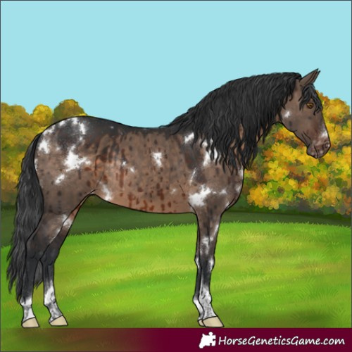 Horse Color:White Spotted Brown Dun Tobiano Varnish Rabicano Brindle