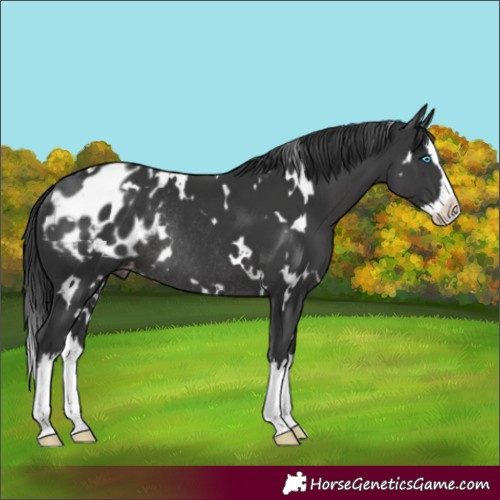 Horse Color:White Spotted Black Splash Blanket Rabicano