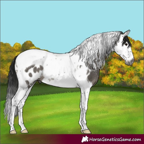Horse Color:Gray Grullo Sabino Splash Tobiano Near Leopard Rabicano