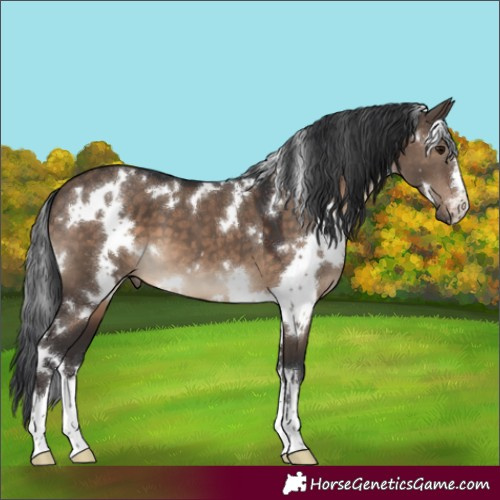 Horse Color:White Spotted Brown Dun 