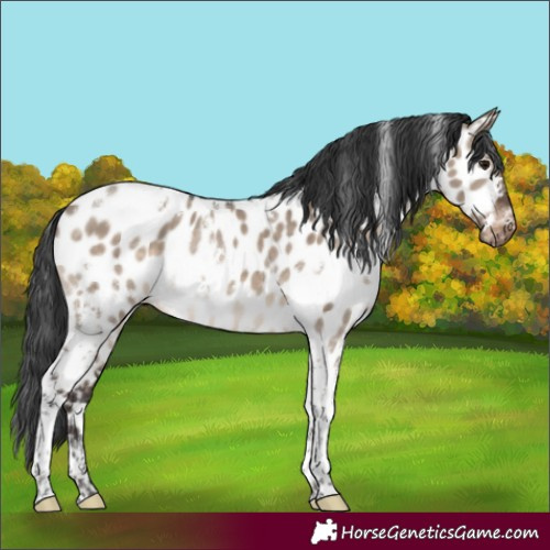 Horse Color:White Spotted Brown Dun Tobiano Near Leopard 