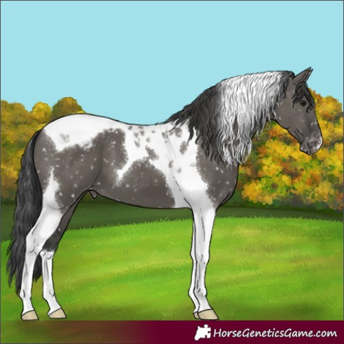 Horse Color:Grullo Tobiano Snowcap 