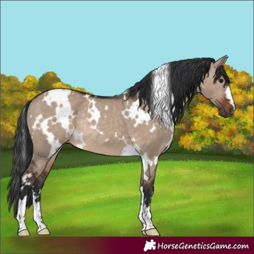 Horse Color:White Spotted Brown Dun Rabicano 