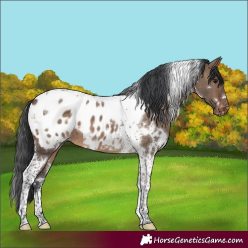 Horse Color:White Spotted Brown Dun Tobiano Blanket 