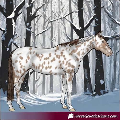 Horse Color:Classic Champagne Tobiano Near Leopard 