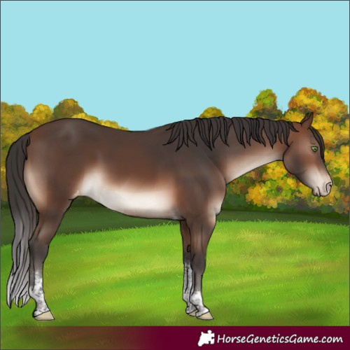 Horse Color:Brown Mushroom Sabino Tobiano Varnish 