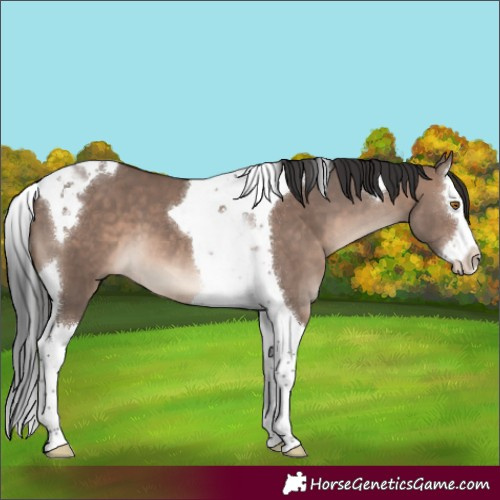 Horse Color:Brown Dun Mushroom Splash Tobiano