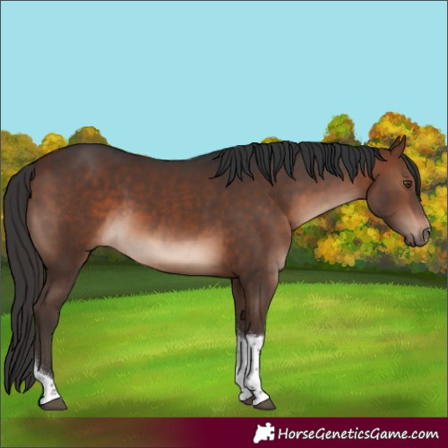 Horse Color:Brown Mushroom Sabino Tobiano 