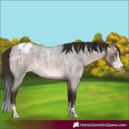 Horse Color:Brown Roan Mushroom Sabino Varnish