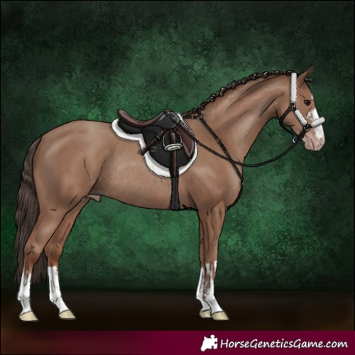 Horse Color:Classic Champagne Rabicano and Classic Champagne Rabicano