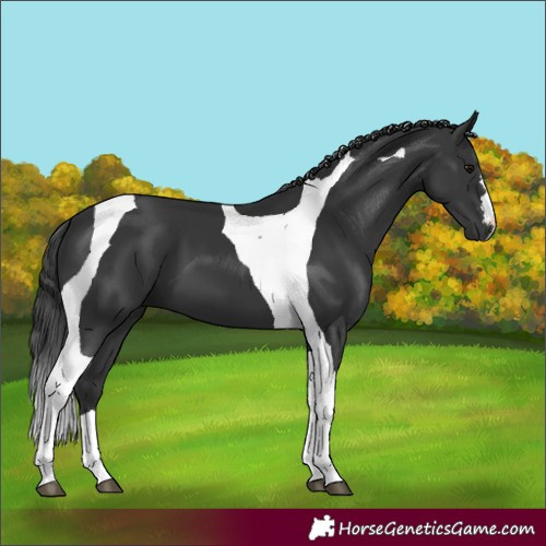 Horse Color:Black Tobiano 