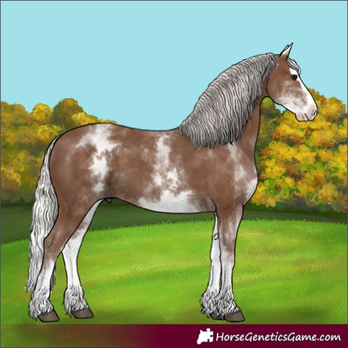 Horse Color:White Spotted Silver Black Splash