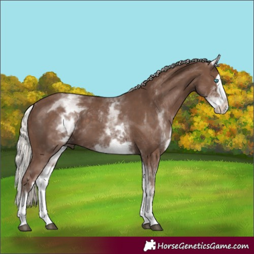 Horse Color:White Spotted Silver Black Splash 