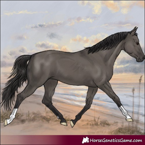 Horse Color:Smoky Grullo 