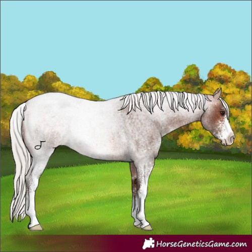Horse Color:Silver Bay Roan Sabino 