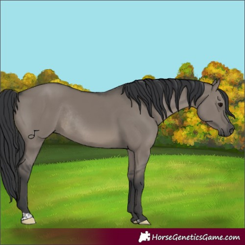 Horse Color:Grullo Rabicano 