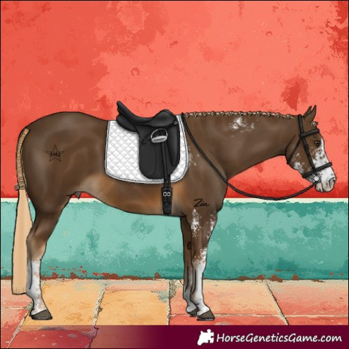 Horse Color:Chocolate Palomino Sabino