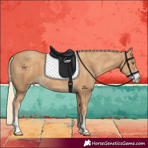 Horse Color:Gold Cream Champagne Sabino 