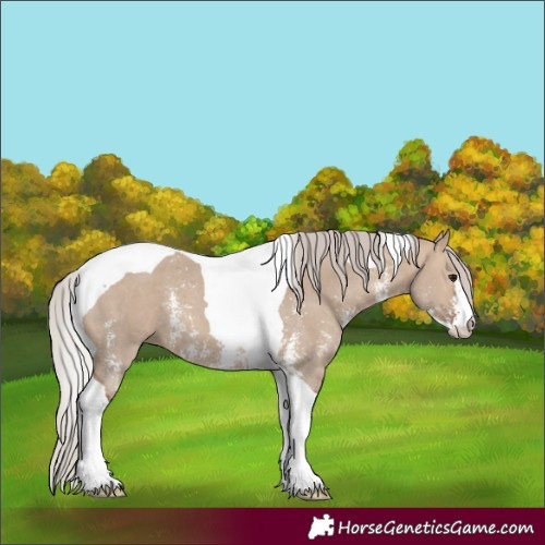 Horse Color:Silver Bay Dun Sabino Tobiano 