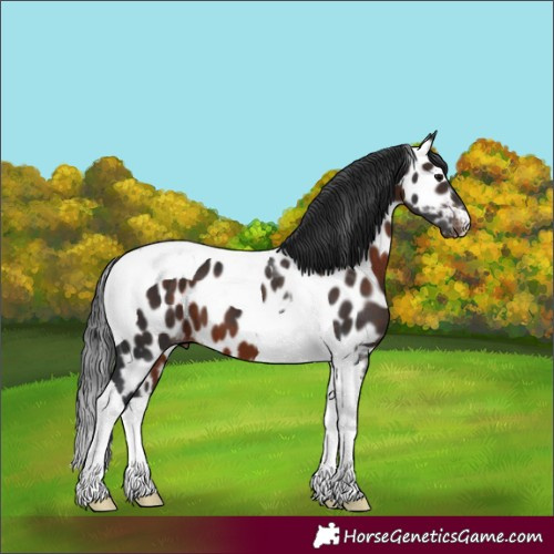 Horse Color:Brown Tobiano Near Leopard