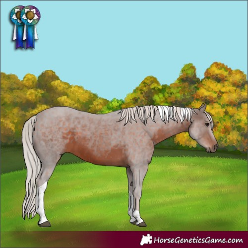 Horse Color:Silver Brown Tobiano 