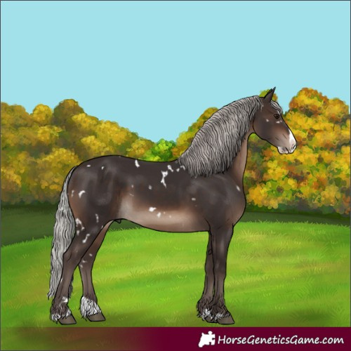 Horse Color:White Spotted Silver Brown Splash