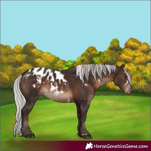 Horse Color:White Spotted Silver Brown Skewed LP Spotted 