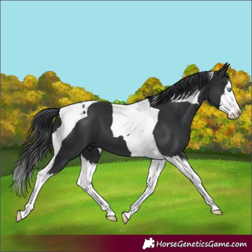 Horse Color:Black Splash Tobiano 
