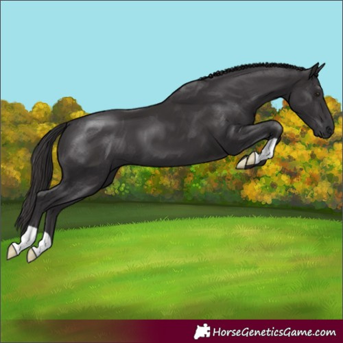 Horse Color:Smoky Black