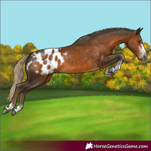 Horse Color:Gray Chocolate Palomino Blanket
