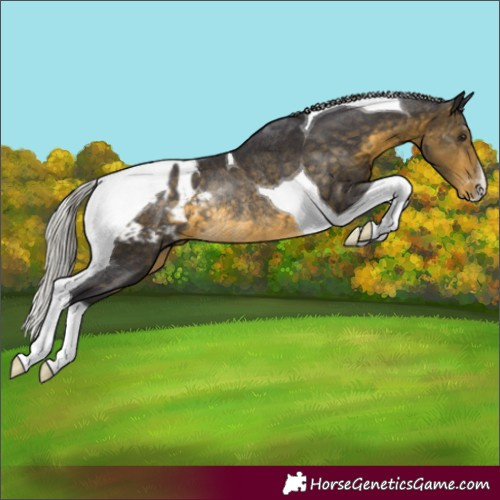 Horse Color:Silver Buckskin Tobiano Blanket Rabicano 