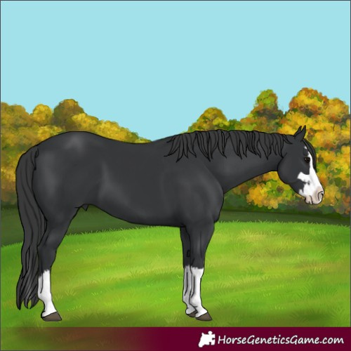 Horse Color:Black Splash 
