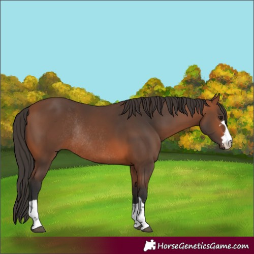 Horse Color:Bay Rabicano