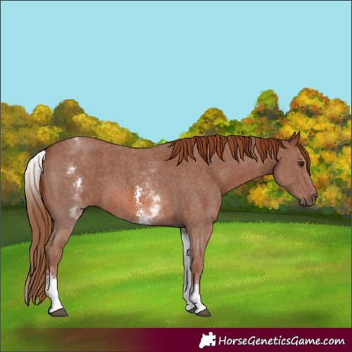 Horse Color:White Spotted Chestnut Sabino