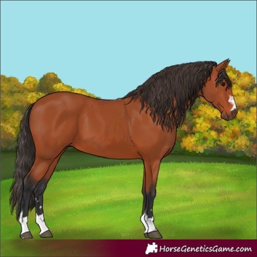 Horse Color:Bay 