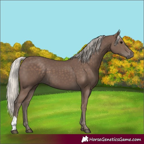 Horse Color:Unknown 