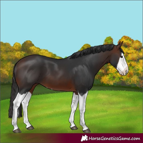 Horse Color:Brown Splash