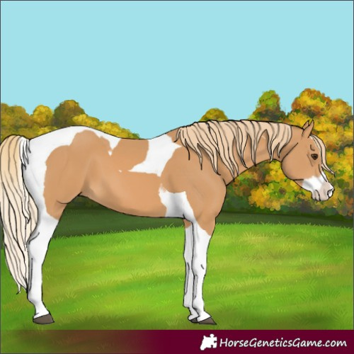 Horse Color:Chestnut Splash Tobiano 