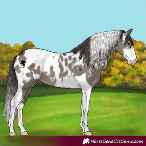 Horse Color:Smoky Grullo Sabino Tobiano Near Leopard