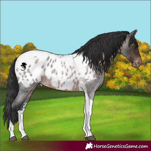 Horse Color:Brown Roan Tobiano Near Leopard Rabicano 