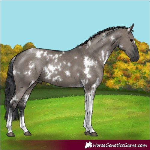 Horse Color:White Spotted Grullo Tobiano 