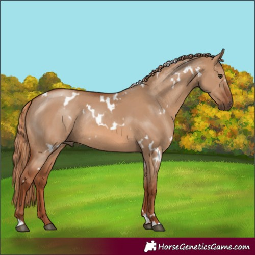 Horse Color:White Spotted Red Dun Rabicano 