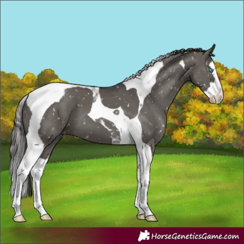 Horse Color:Grullo Splash Tobiano Snowflake Varnish 