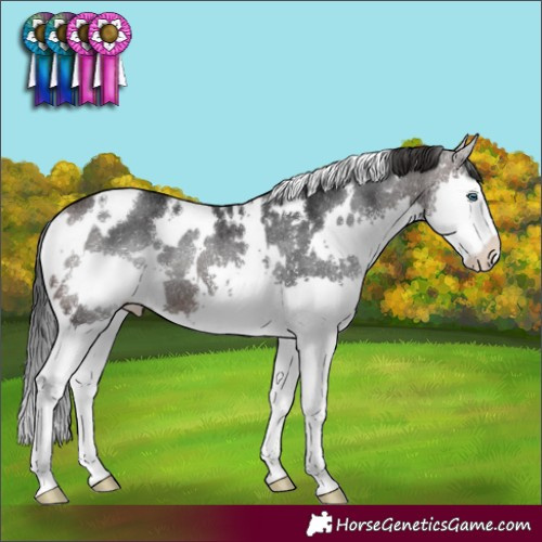 Horse Color:White Spotted Brown Splash Rabicano