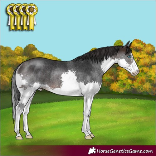 Horse Color:Brown Splash Rabicano 