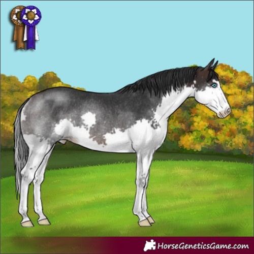 Horse Color:Brown Splash Rabicano